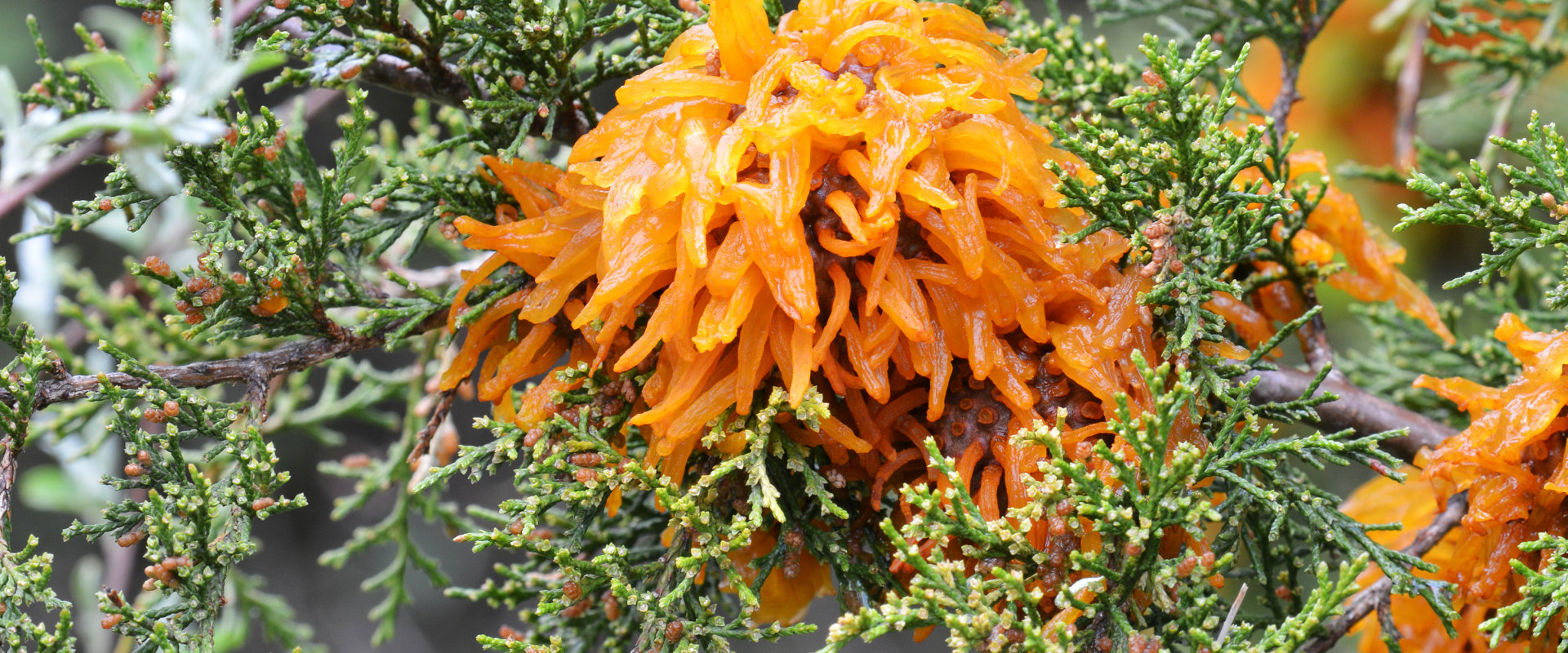 How do you cure a diseased tree?