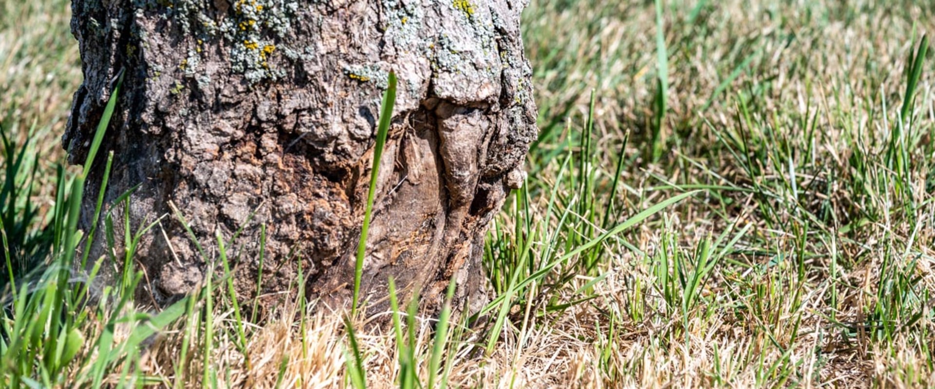 Can a diseased tree be saved?
