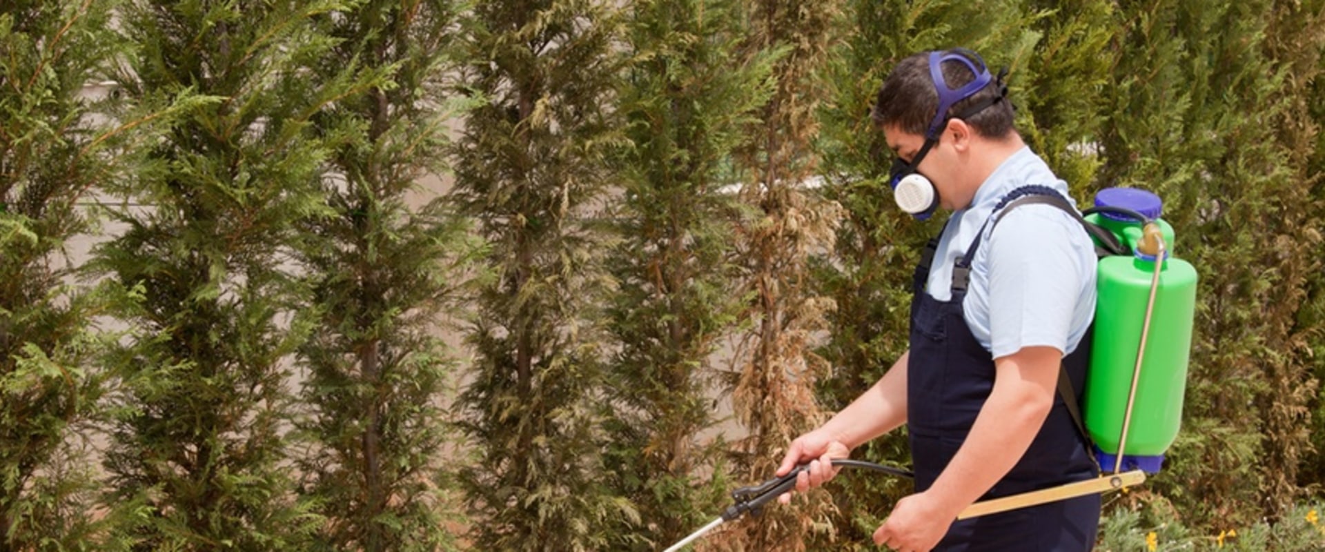 The Importance Of Pest Control For Preventing Tree Diseases In Forney, TX