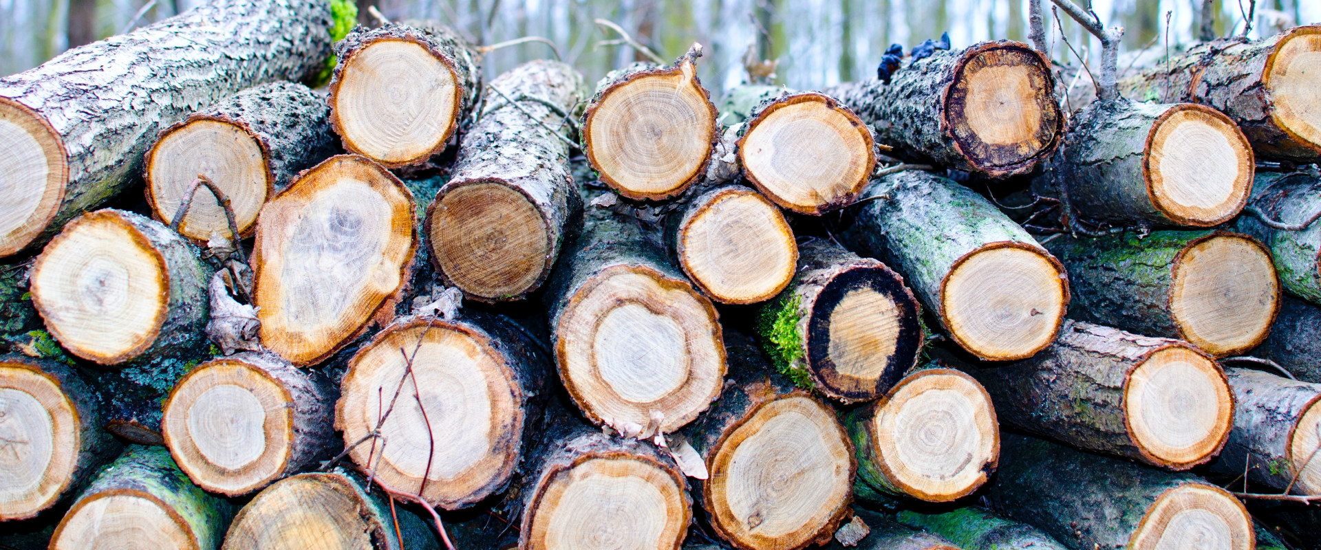The Importance Of Tree Trimming Or Removal In Ellisville: Preventing The Spread Of Tree Diseases