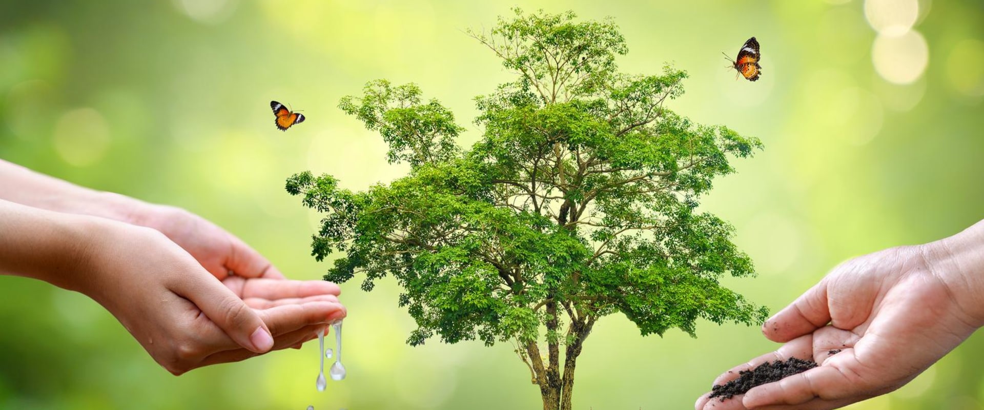 How Tree Services In Pembroke Pines, FL Combat Tree Diseases