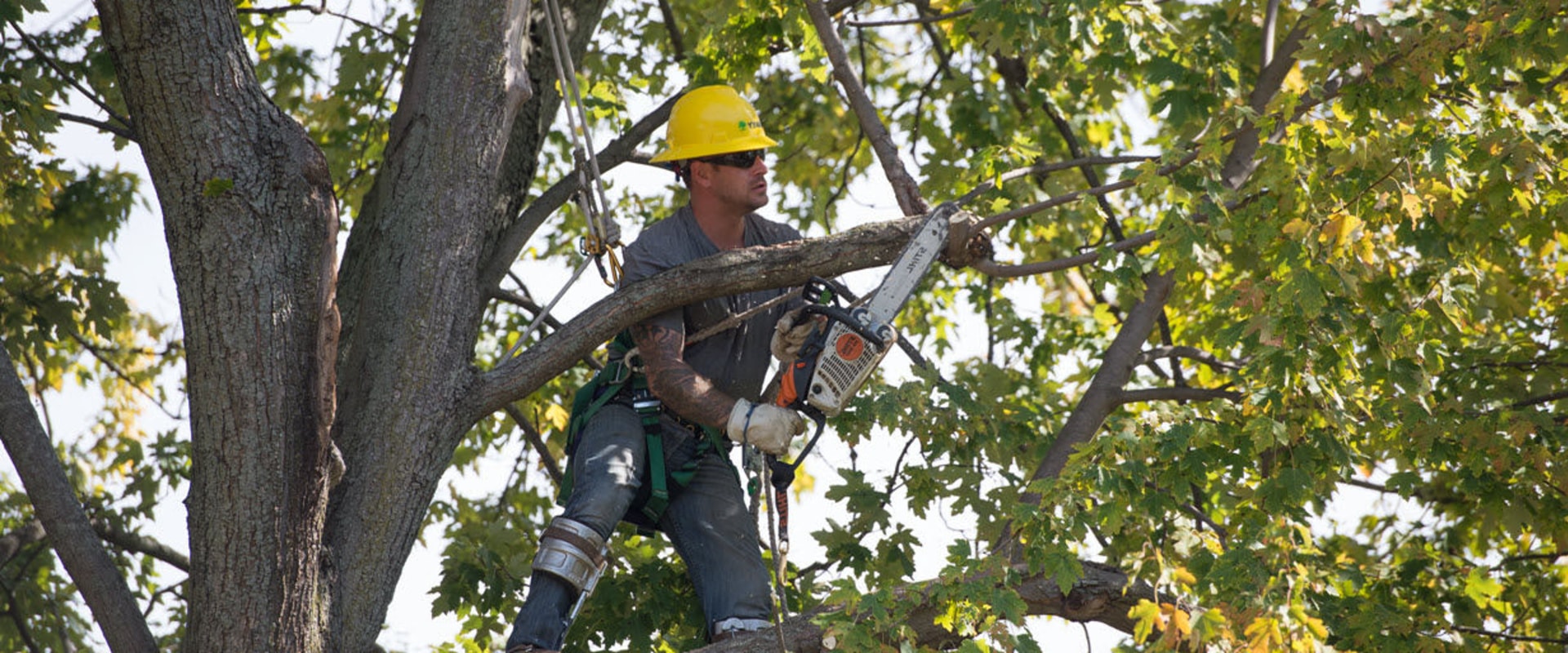 Why Hiring A Tree Service Provider In Bethany, OK, Is Essential For Preventing And Treating Tree Diseases