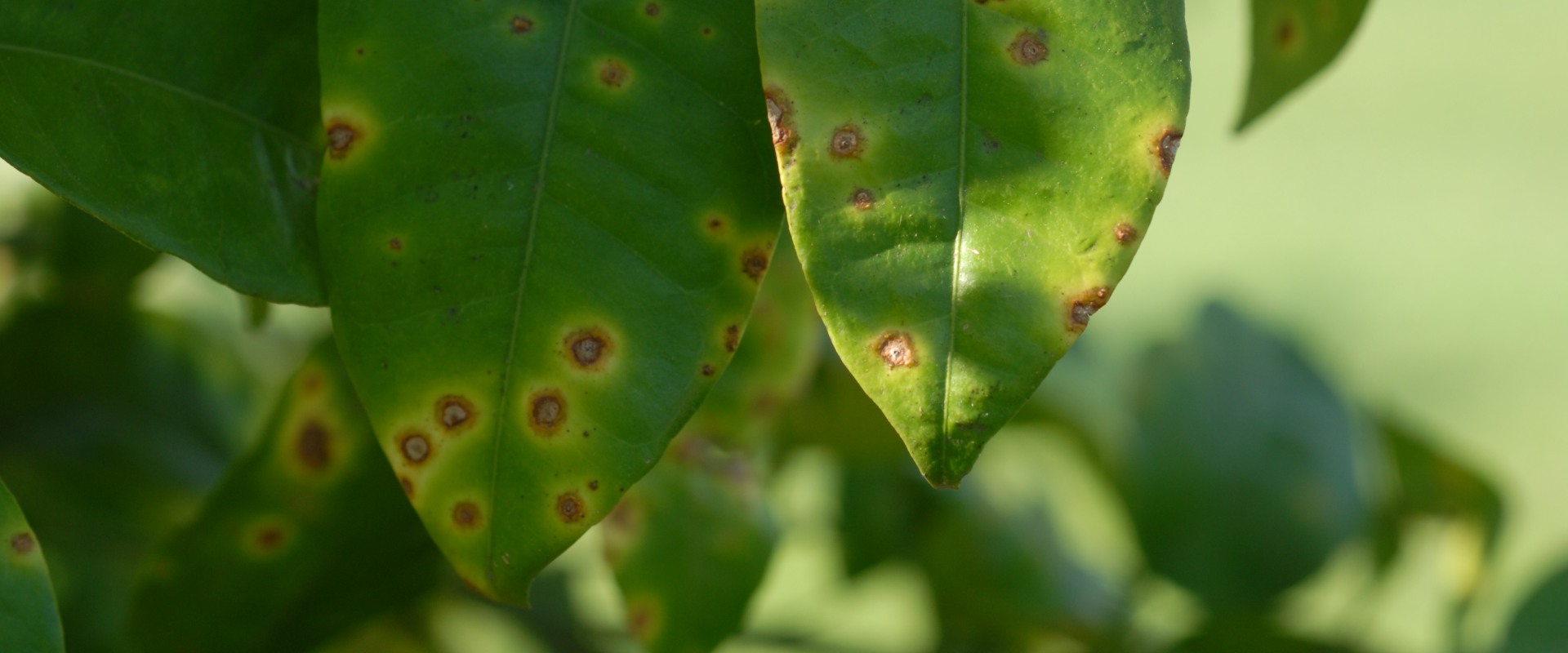 Is tree disease contagious?