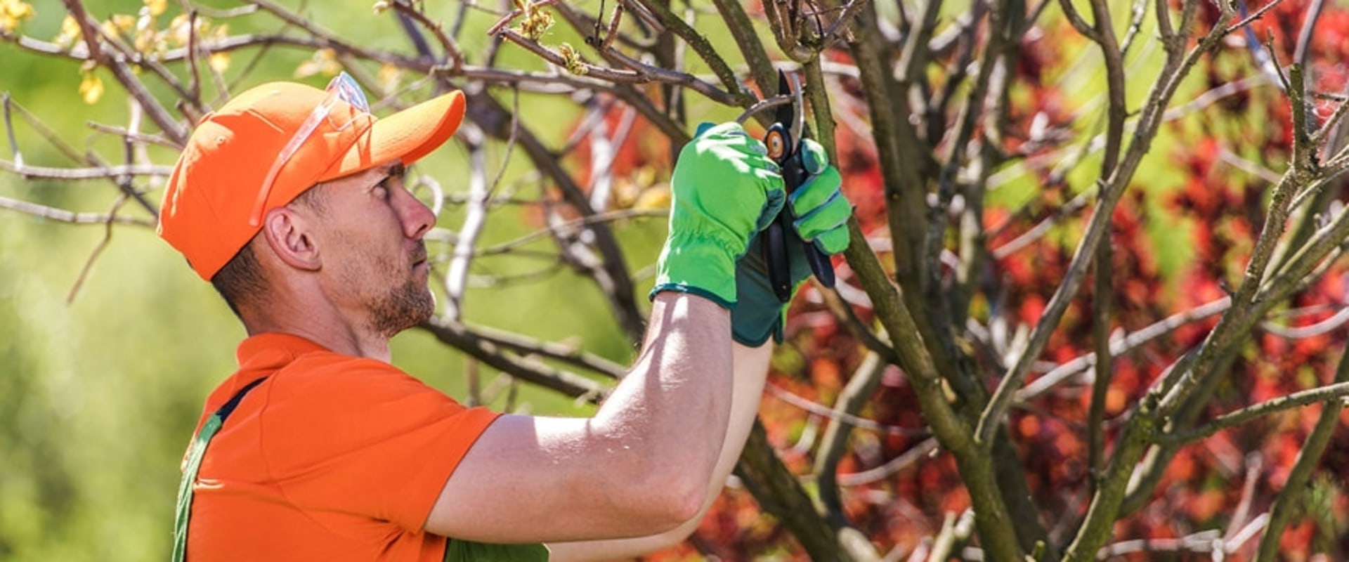 From Diagnosis To Recovery: Let Professionals Handle Tree Disease In Pembroke Pines