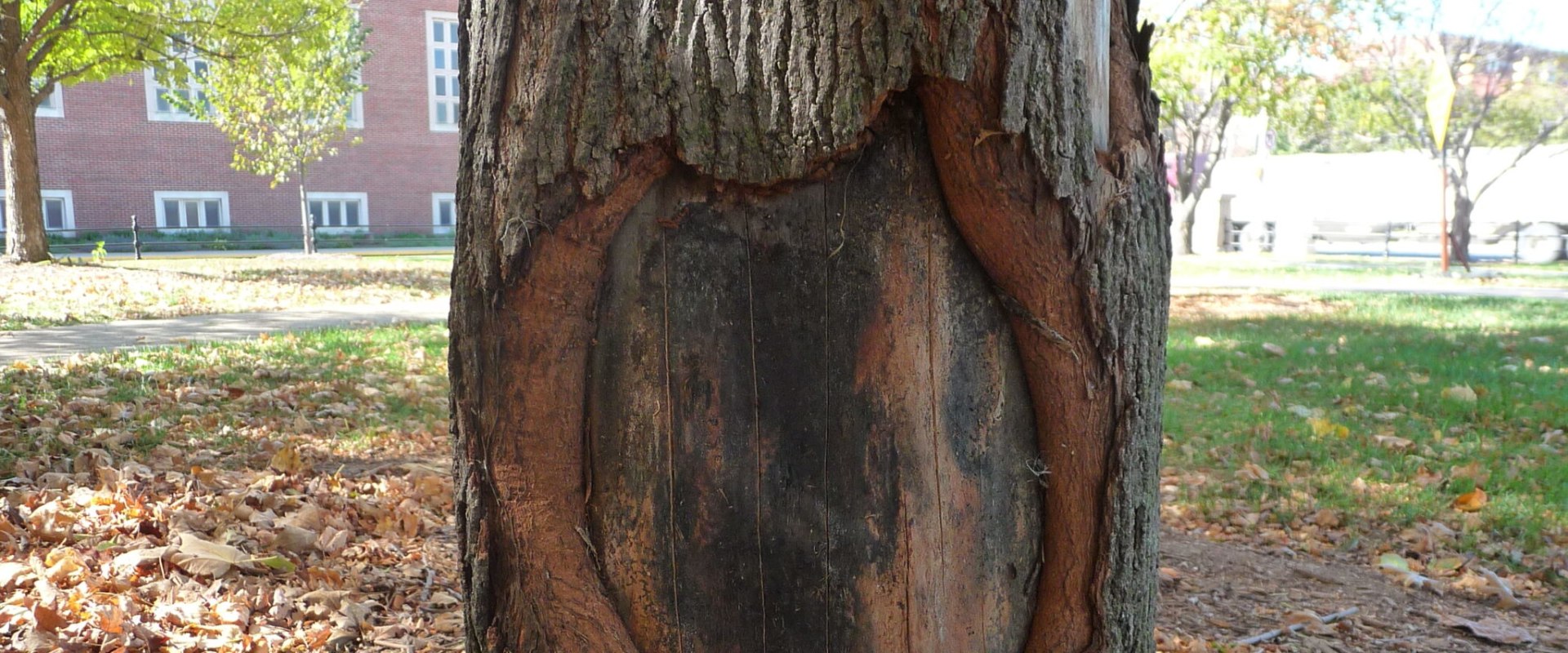 How do you fix a diseased tree?