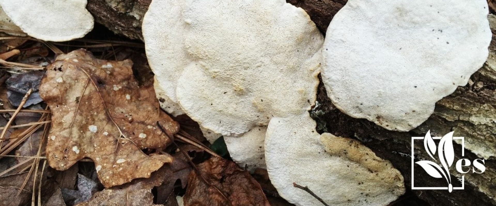 How do you stop tree fungus from spreading?