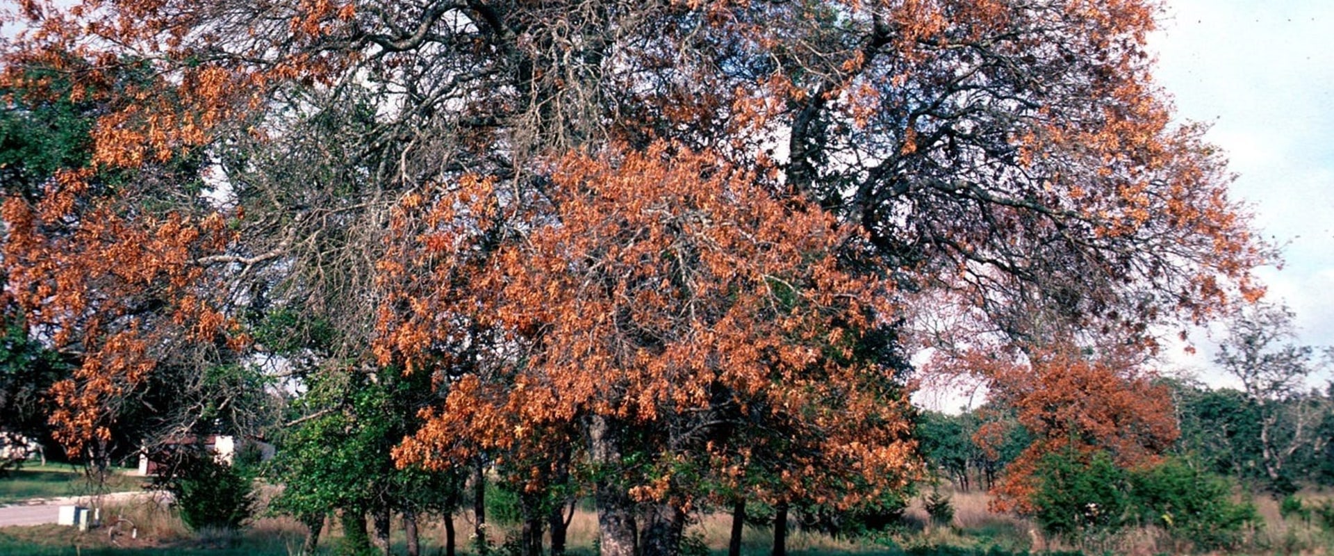 Is tree fungus contagious?