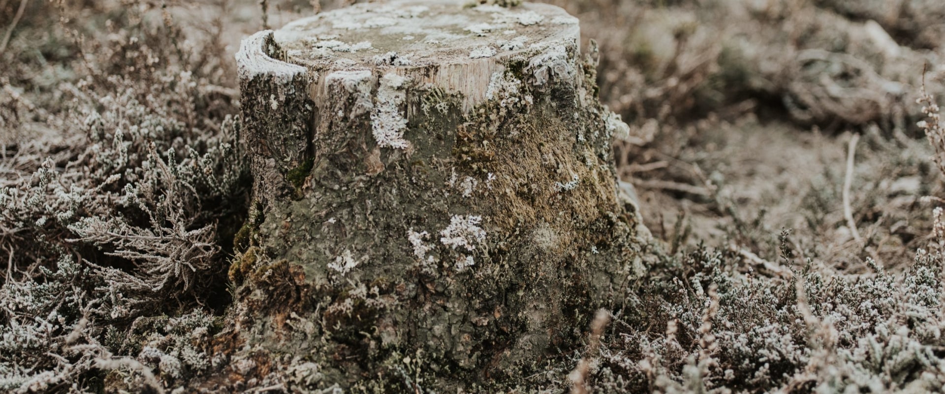Tree Diseases In Durham: How Professional Tree Removal And Stump Removal Services Can Help