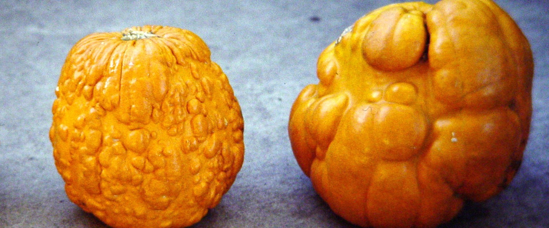 What diseases can humans get from plants?