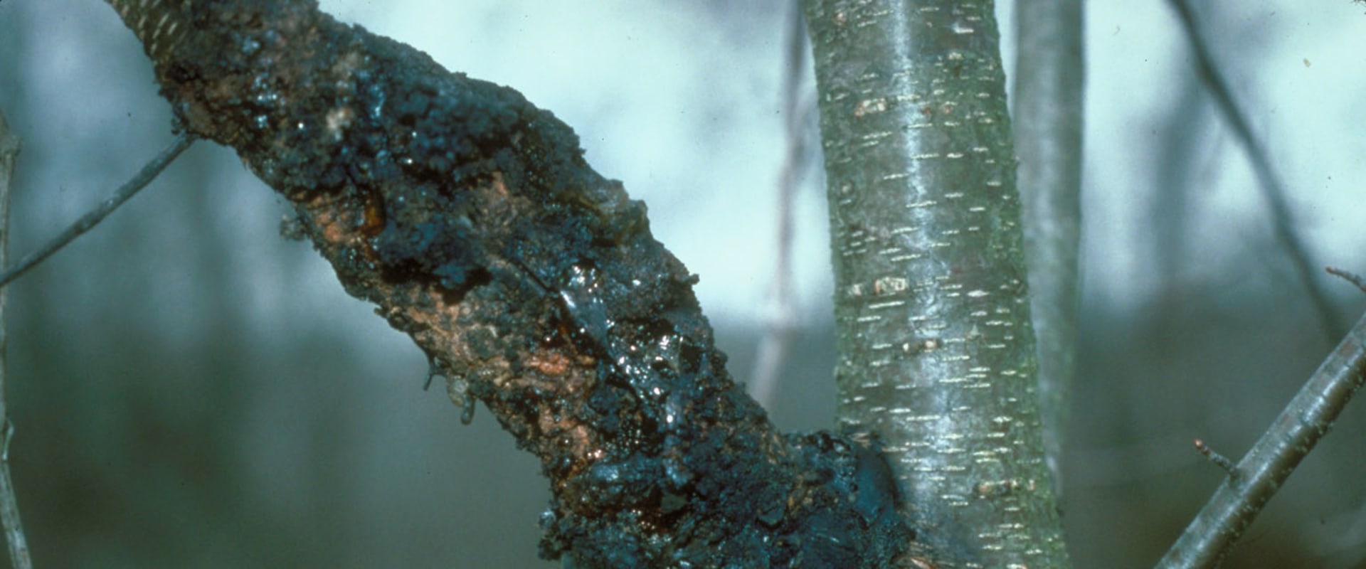 How do tree diseases spread?
