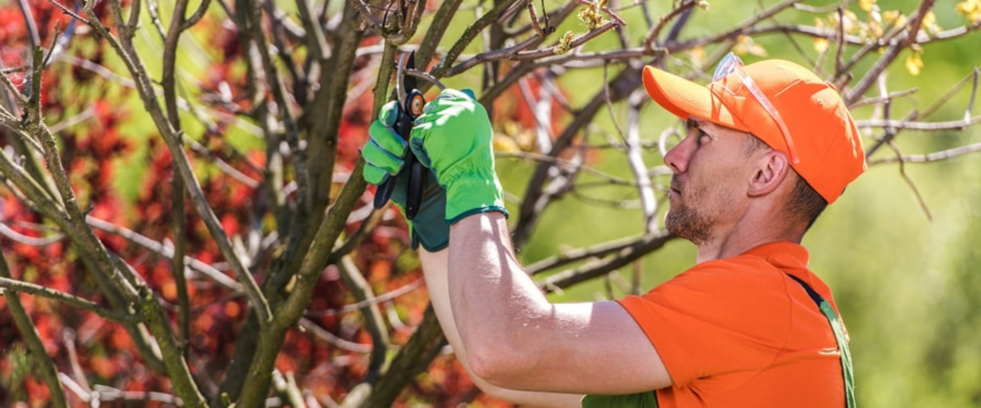 Identifying And Treating Tree Diseases With Professional Tree Services In Lubbock