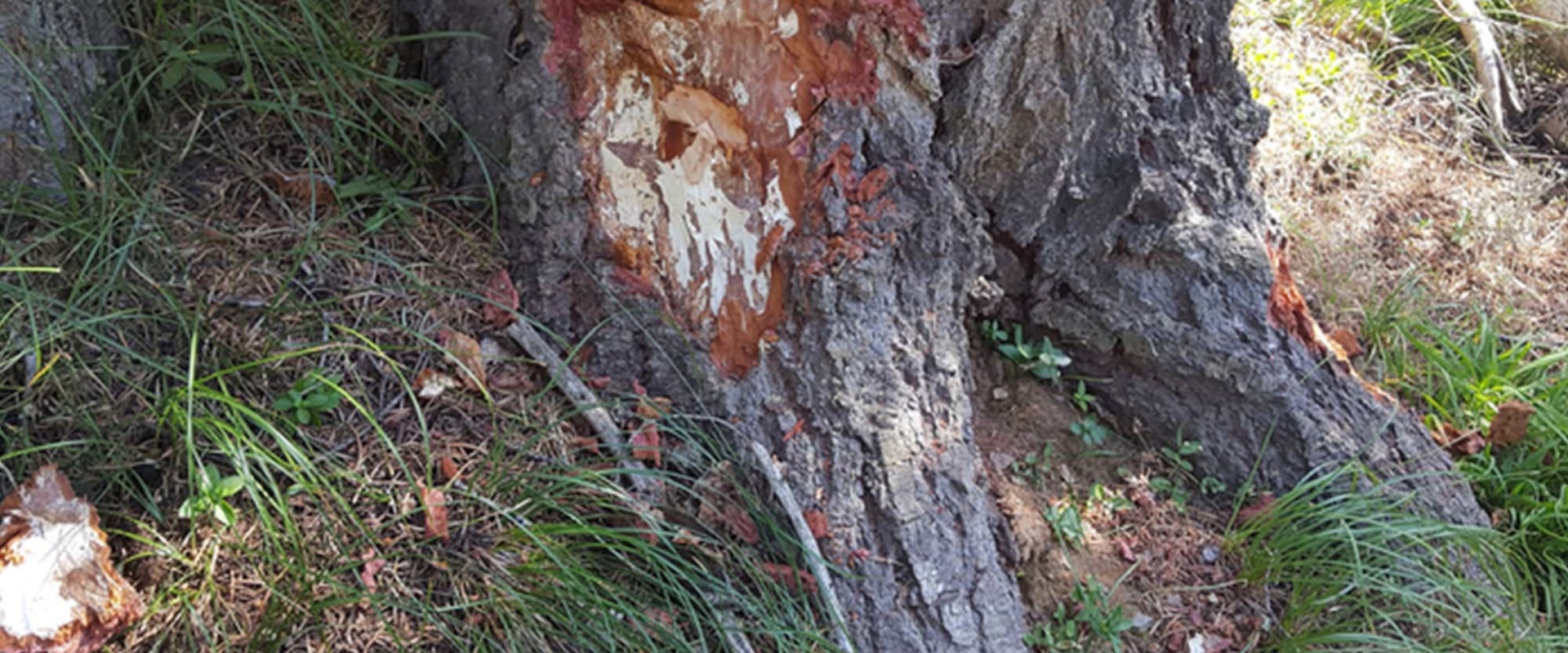 Can fungus spread from tree to tree?