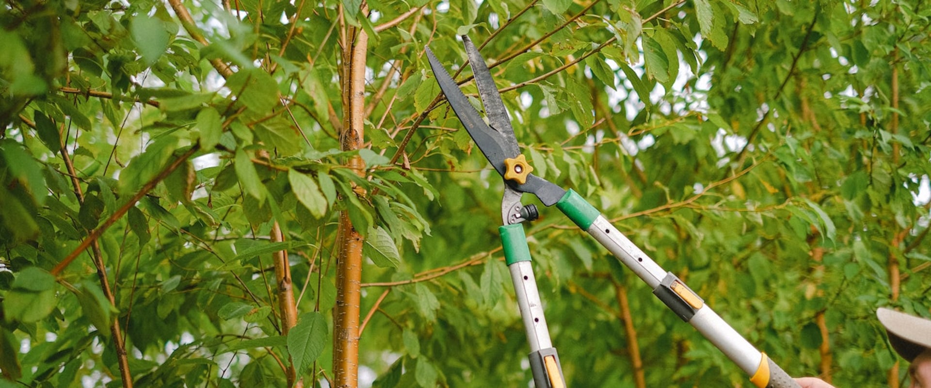 Unveiling The Silent Threat: Common Tree Diseases In Scottsdale, AZ, And How Tree Care Services Can Help