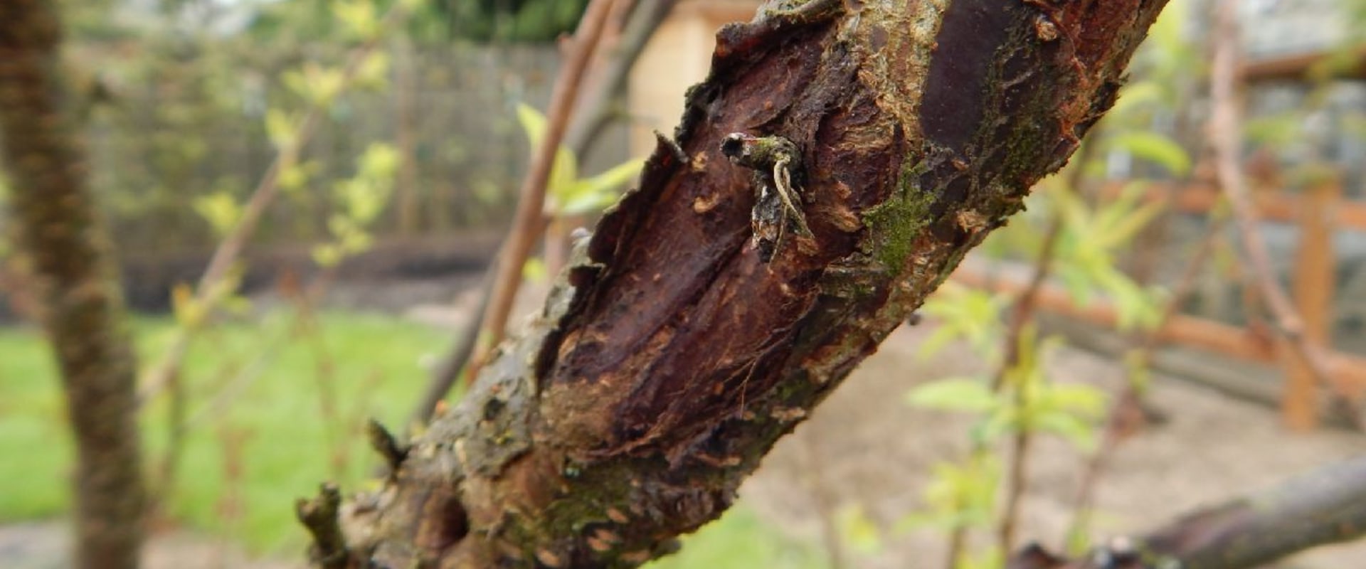 How do you prevent tree disease?