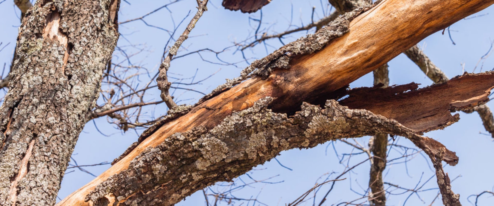 Can a tree recover from fungus?
