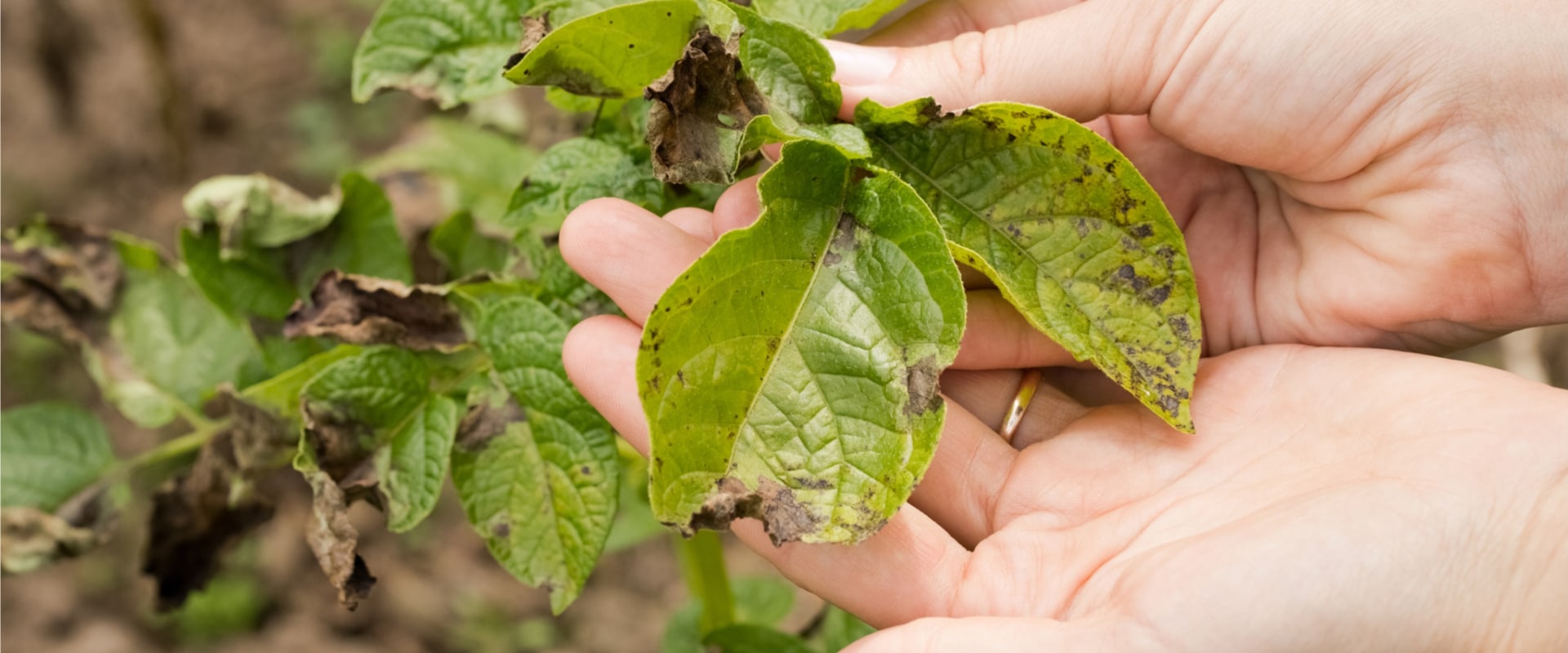 How does the disease spread from one plant to another?