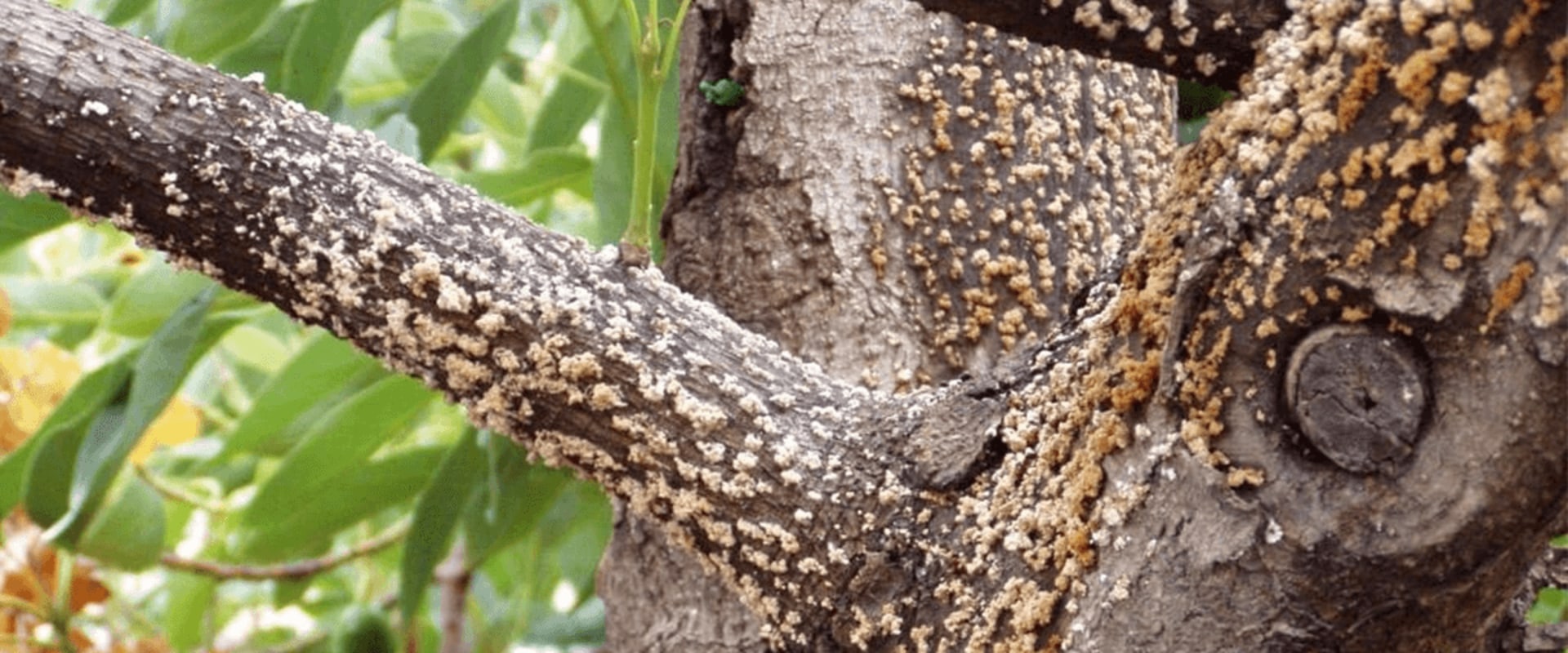 What do you do with a diseased tree?