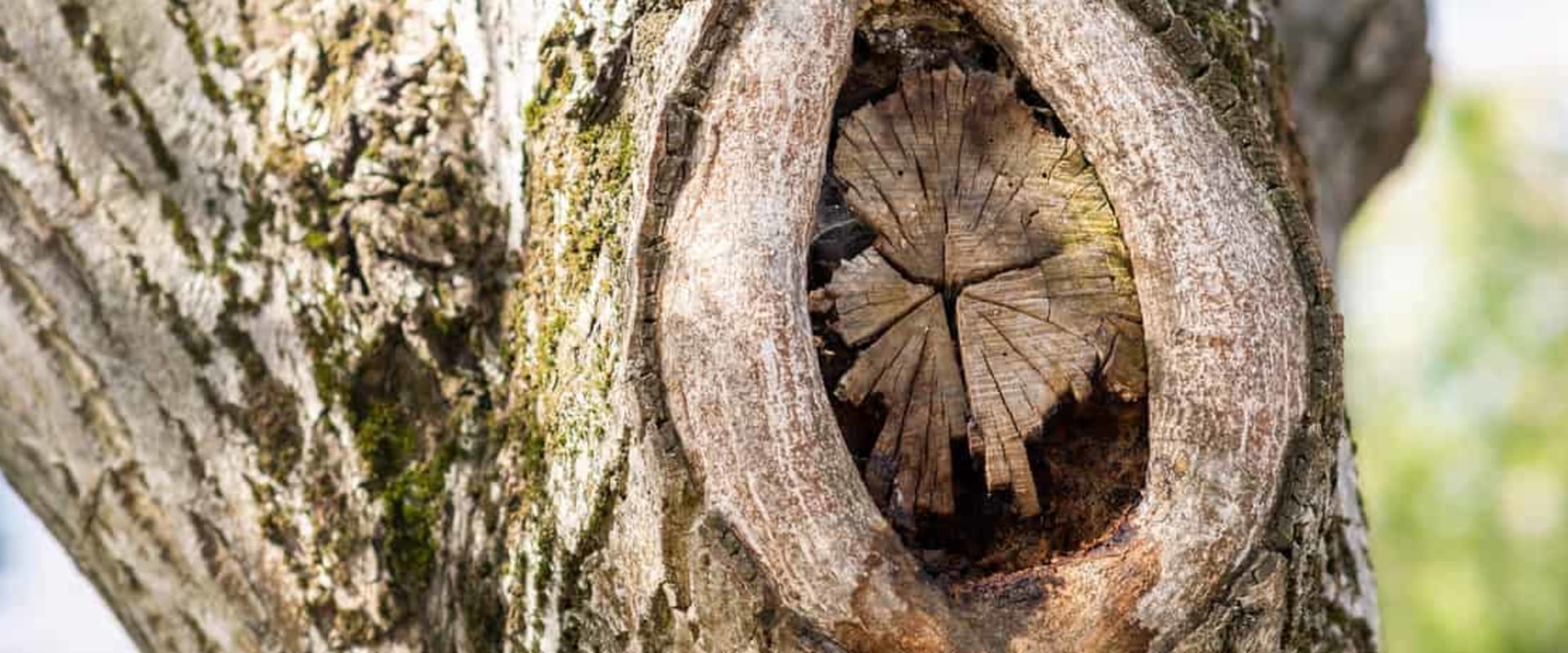 Can tree fungus be cured?