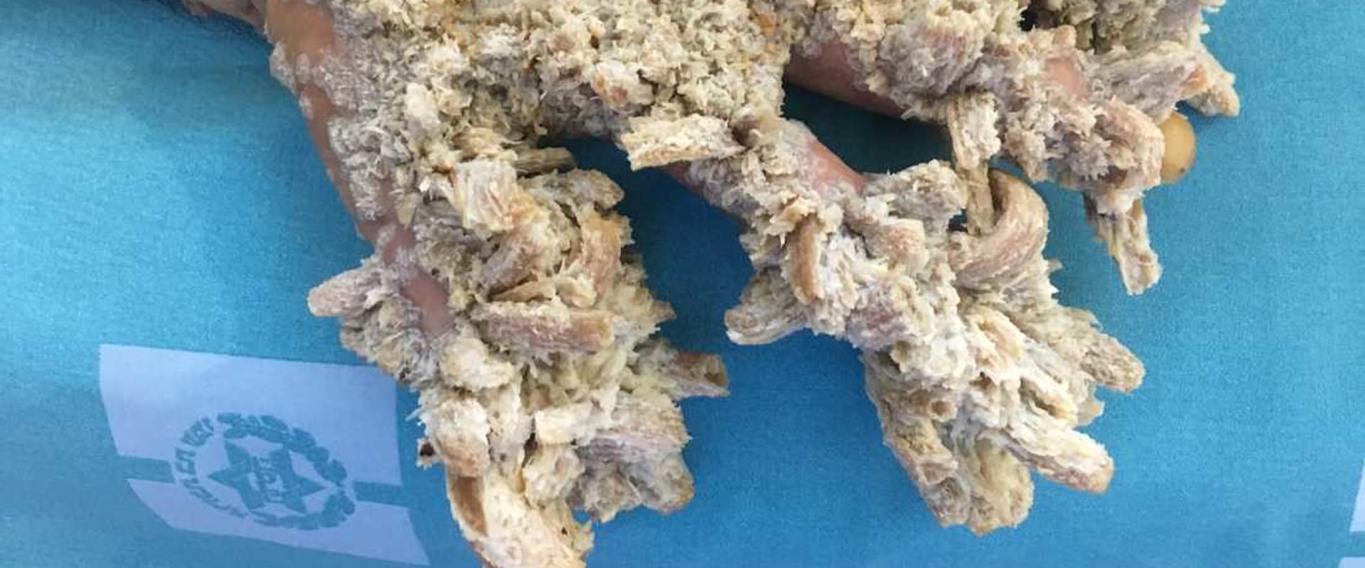 Can humans get sick from tree fungus?