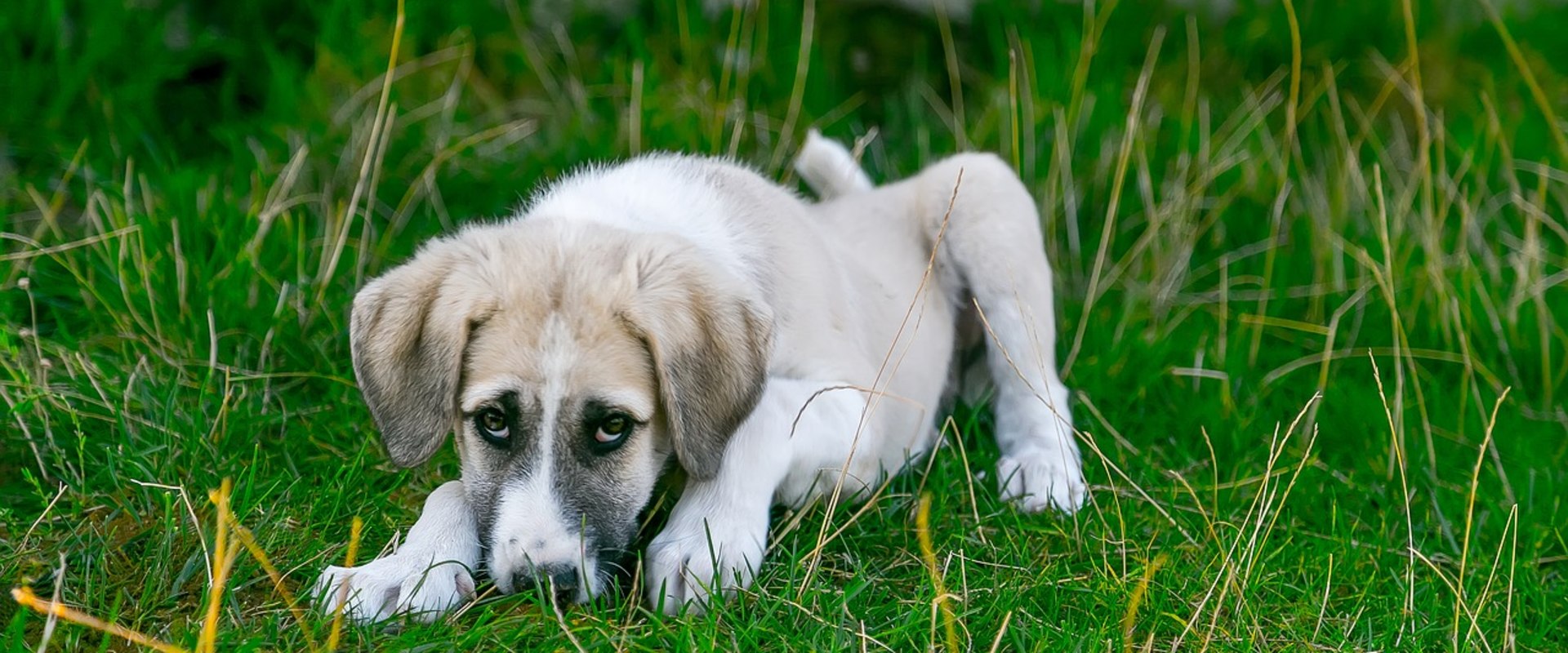 Can tree fungus make dogs sick?