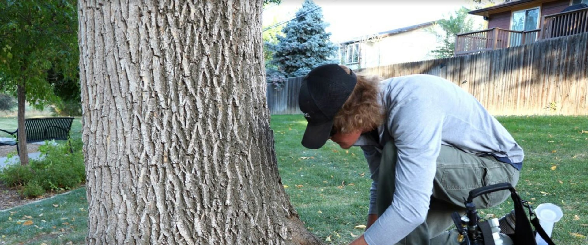 Emerald Ash Borer Invasion: Battling Tree Diseases Threatening Groveland's Green Ash Trees