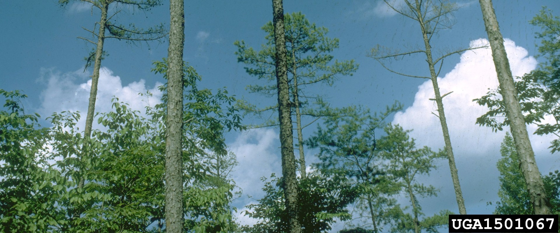 Can disease spread from tree to tree?