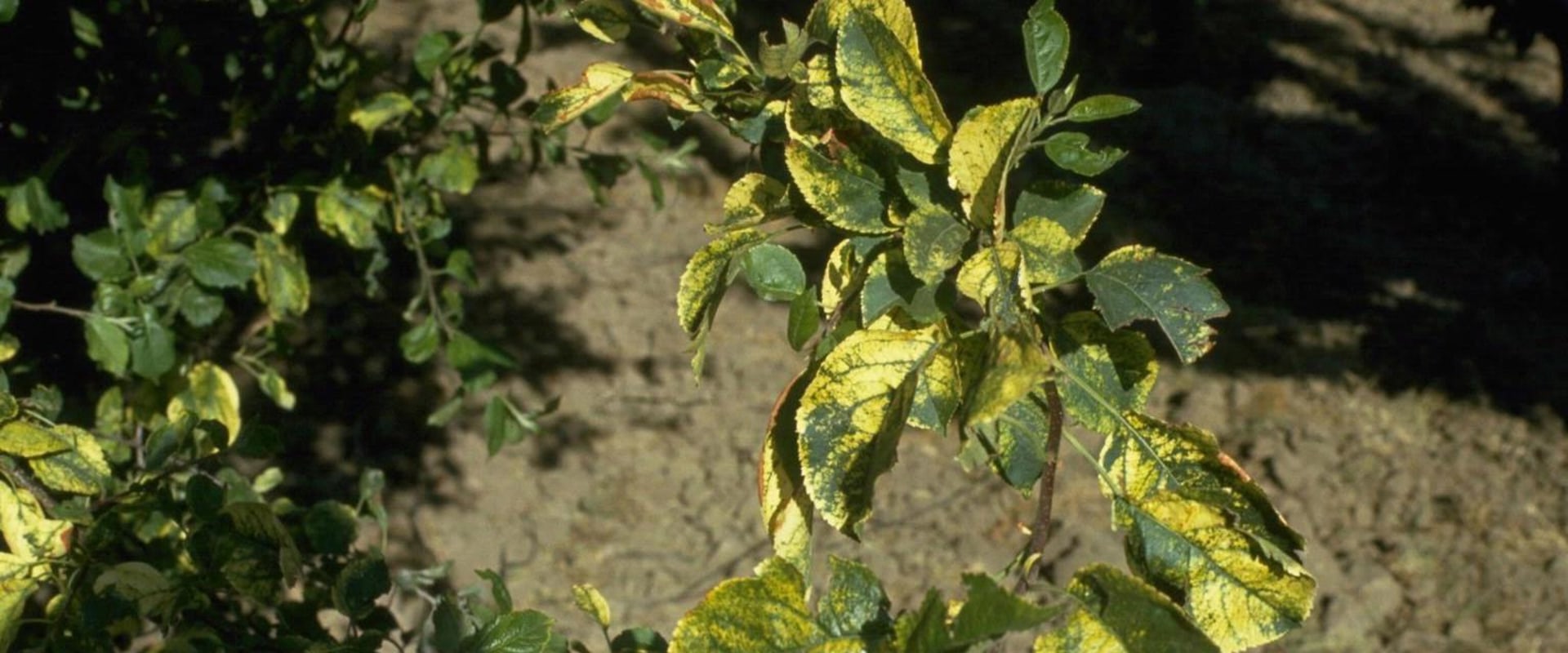 Can a tree with a disease spread to other trees?
