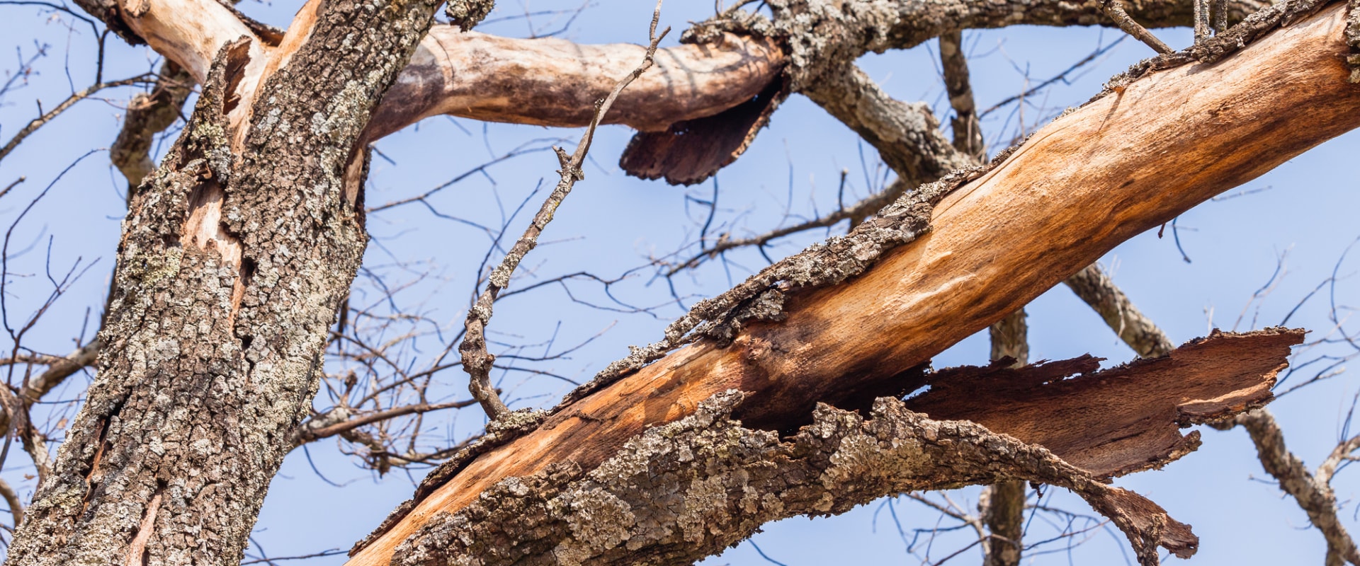 How can you tell if a tree is diseased?