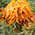 How do you cure a diseased tree?