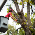 Protecting Your Trees: How Emergency Tree Service In Portland, Oregon Can Help Combat Tree Diseases