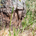Can a diseased tree be saved?