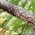 How does tree disease spread?