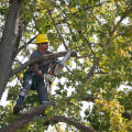 Why Hiring A Tree Service Provider In Bethany, OK, Is Essential For Preventing And Treating Tree Diseases