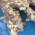 Can tree diseases affect humans?