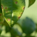 Is tree disease contagious?