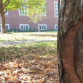 How do you fix a diseased tree?