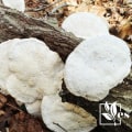 How do you stop tree fungus from spreading?