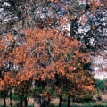 Is tree fungus contagious?