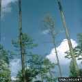 What causes disease in forest?