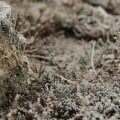 Tree Diseases In Durham: How Professional Tree Removal And Stump Removal Services Can Help