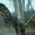 How do tree diseases spread?