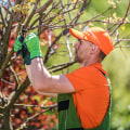 Identifying And Treating Tree Diseases With Professional Tree Services In Lubbock