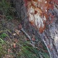 Can fungus spread from tree to tree?