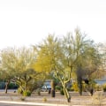 Unveiling The Silent Threat: Common Tree Diseases In Scottsdale, AZ, And How Tree Care Services Can Help