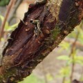 How do you prevent tree disease?