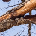 Can a tree recover from fungus?