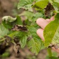 How does the disease spread from one plant to another?