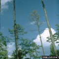 How are tree diseases spread?