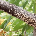 What do you do with a diseased tree?