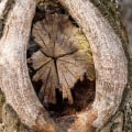 Can tree fungus be cured?